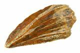 Raptor Tooth - Real Dinosaur Tooth #295757-1